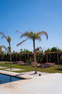 a palm tree sitting next to a swimming pool at Viva La Villa in Marrakech