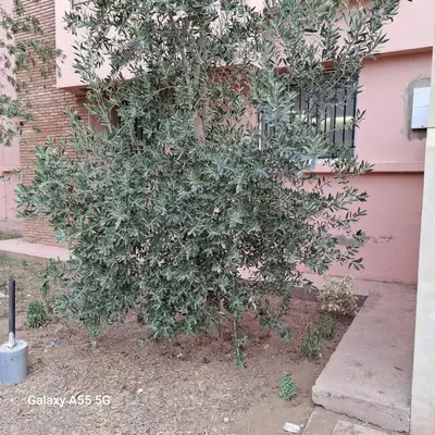 a tree in front of a pink house at Douira in Marrakech