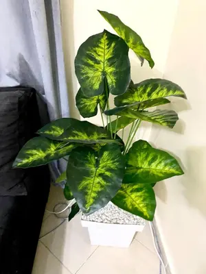 a large green plant in a white pot on a wall at Bright Modern Apartment Marrakech City Center, Walk Everywhere in Marrakech