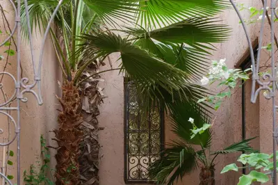 a gate with a palm tree in front of a door at Lankah - Authentic villa with private heated pool close to city center in Douar Caïd Layadi