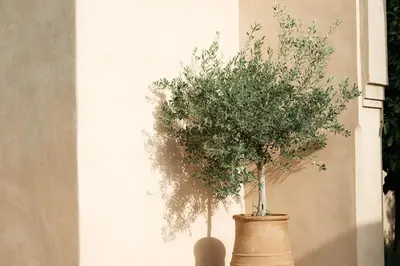 a large plant in a pot on a wall at Adnaa - Modern Villa with 2 pools, sauna, hammam, tennis court & home cinema in Douar Caïd Layadi