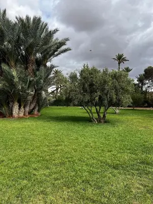 a field with palm trees and green grass at Almaz appartement in Marrakech