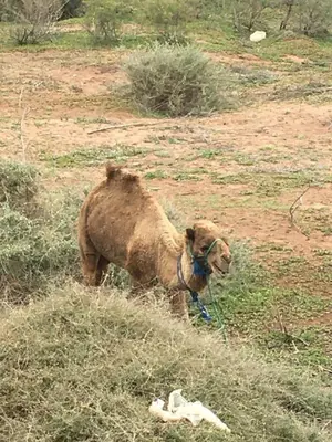 a brown dog standing in a field with a dead animal at Almaz appartement in Marrakech