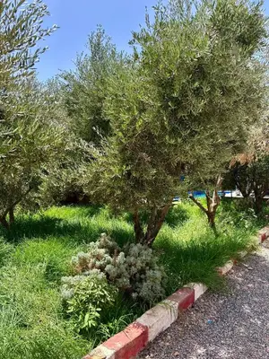 a row of trees in the grass next to a road at luxery in Aït Bou Setta