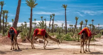 a group of three camel standing in the desert at Marrakech Éternel - Hivernage in Marrakech