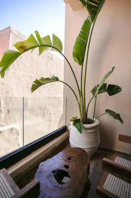 a potted plant sitting on a table next to a window at Marrakech Éternel - Hivernage in Marrakech
