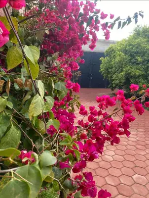 a bunch of pink flowers on a brick walkway at Villa Louise in Marrakech
