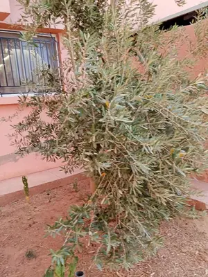 a small tree in front of a building at Loger marrakech in Marrakech