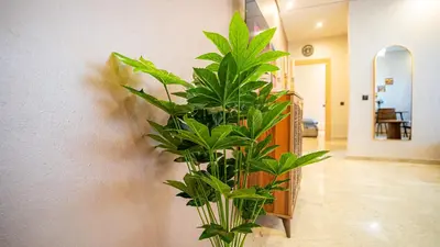 a plant sitting on the wall in a hallway at Appartement 2 chambres à Marrakech - Résidence Soulaymane, in Marrakech