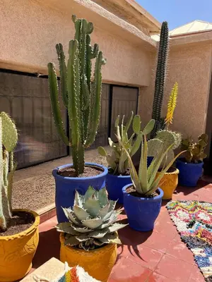 a group of cactuses in blue pots on a patio at Dar Azélia - Charming riad with terrace & pool near Medina in Marrakech