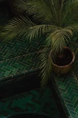 a green plant in a pot on a table at Riad Mint - Luxury Oasis in the Medina with Pool in Marrakech