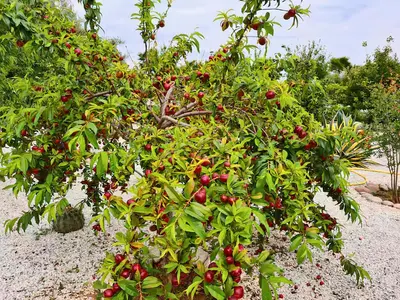 a tree filled with lots of red cherries at Villa Deneb - secret garden, swimming pool and starry sky in Marrakech
