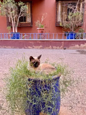 a cat laying in a pot of grass at Beldi Luxury apartment near M Avenue with Free Parking in Marrakech