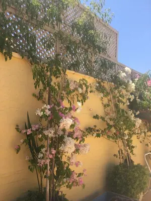 a bunch of flowers on a wall at Oasis de la Médina -Piscine Chauffée - Climatisation Petit-Déjeuner et Gouvernante in Marrakech