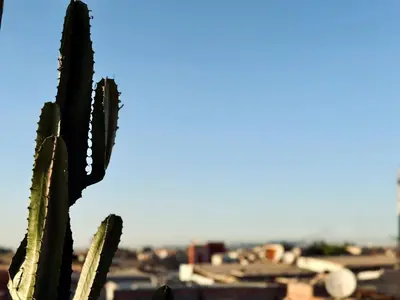 a cactus with a city in the background at Dar Chiba Medina in Marrakech