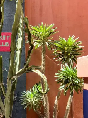 a group of potted plants sitting next to a wall at Villa OTIA in Marrakech