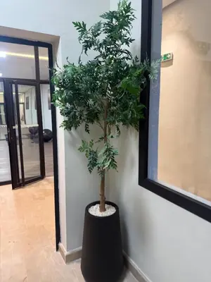 a tree in a black planter in a hallway at Appartement Guéliz 2 piscines, jacuzzi chauffé et fitness in Marrakech