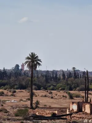 a palm tree in the middle of a field at Luxury villa with heated pool and private Hammam in Marrakech