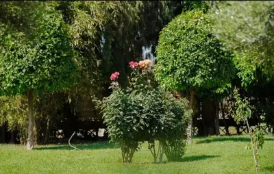 a bush with pink flowers in a park at Palmeraie Cozy Apartment in Marrakech