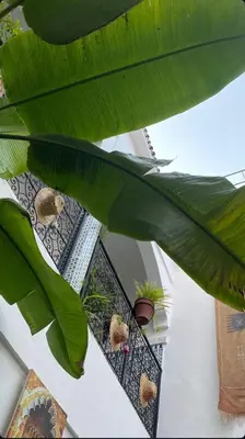 a view of a balcony with a large green leaf at Riad Sijane in Marrakech