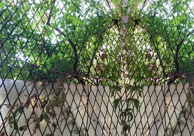 a chain link fence with a dog behind it at Appart Jamaa lafna square in Marrakech