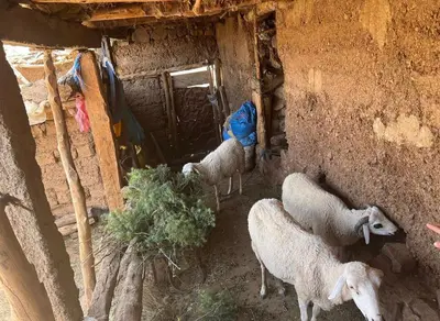 a group of sheep standing in a building at Atlas Mountains 3 Valleys Experience All-Inclusive Private Tour from Marrakesh in Marrakech