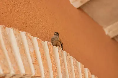 a bird sitting on top of a roof at Riad Amara Private pool breakfast in Marrakech