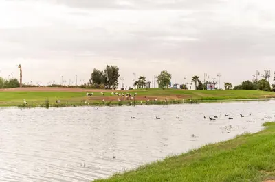 a group of ducks swimming in a lake at Stylish Flat, Pool, Garden & Fast Wi-Fi in Marrakech