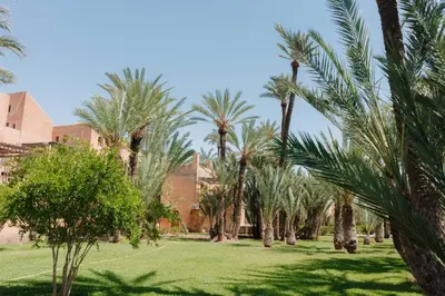 a row of palm trees in a park at Cozy Quiet Traditional Apartment in Dar Caïd Layadi
