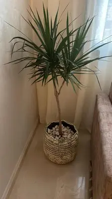 a palm tree in a pot sitting on a floor at Beautiful Apartment in Guéliz Pools & Jacuzzi in Marrakech