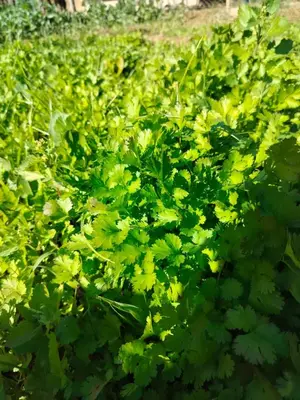 a field of green plants with yellow flowers at Berber House Authentic Moroccan Farm Stay in El Rhechat