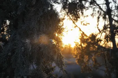 a view of the sun through the branches of a tree at Chamali House Peaceful Nature Farm Stay Ferme Zarraba in El Rhechat