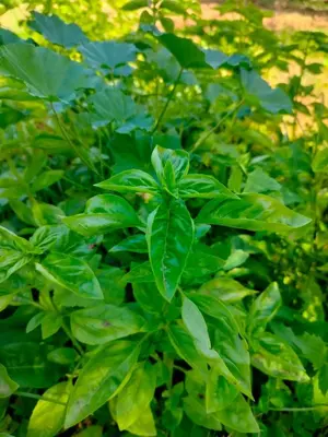 a green bush with lots of green leaves at Chamali House Peaceful Nature Farm Stay Ferme Zarraba in El Rhechat
