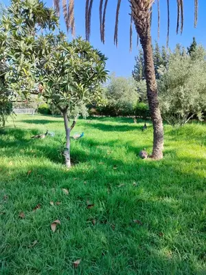 a green field with two trees in the grass at Chamali House Peaceful Nature Farm Stay Ferme Zarraba in El Rhechat