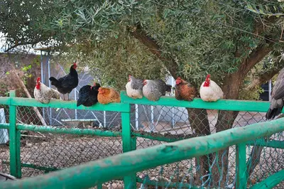 a group of chickens sitting on a green fence at Ferme dhôte Sidi Safou Cabane en bois Marrakech in Marrakech