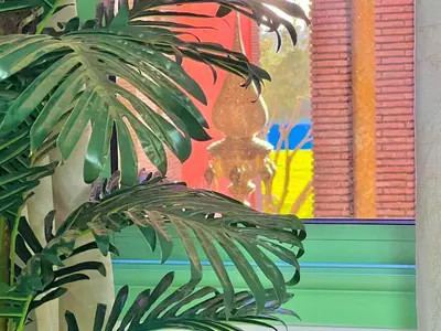 a plant in front of a window with a painting at Azou Luxury apartment - Pool & Garden Marrakech in Marrakech