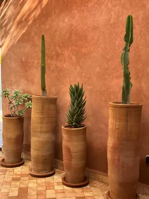 four potted plants are lined up against a wall at Villa Bohō - 4 suites in El Rhechat