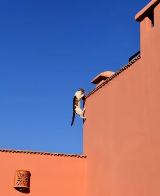 a bird is perched on the side of a building at Riad Lamzia in Marrakech