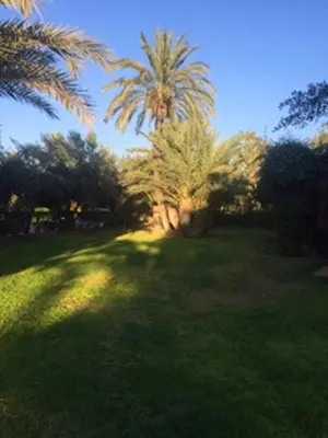 a green field with palm trees in a park at Comfortable Apartment in Marrakech with Shared Pool, 124 sqm in Marrakech