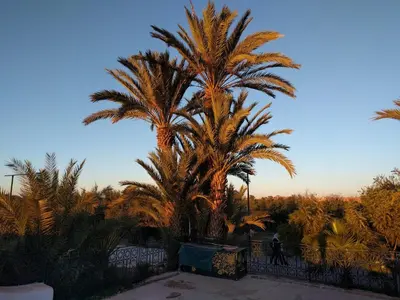 a palm tree in front of a fence at Appartement Marrakech in Marrakech