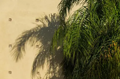 a shadow of a palm tree on a wall at Sirayane Boutique Hotel & Spa Marrakech in Marrakech