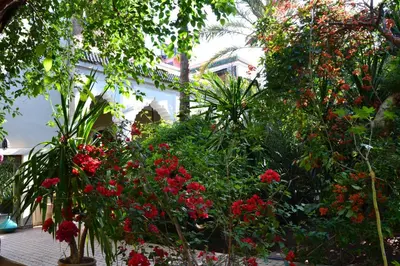 a garden with red flowers and plants in front of a house at Palais El Arsat & Spa in Marrakech
