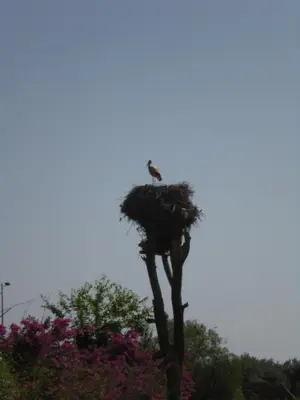 a bird sitting in a nest in a tree at Appart avec vue Jardin/Majorelle in Marrakech