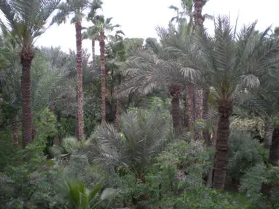 a group of palm trees in a forest of plants at Appart avec vue Jardin/Majorelle in Marrakech