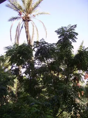 a palm tree in the middle of some trees at Appart avec vue Jardin/Majorelle in Marrakech