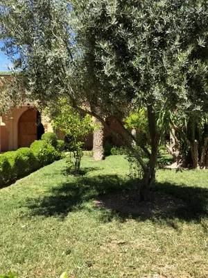 a tree sitting in the middle of a yard at Riad Côté palmeraie in Marrakech