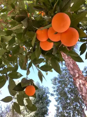 a bunch of oranges hanging from a tree at Manzil La Tortue in Douar Caïd Layadi