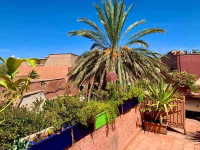 a palm tree on top of a wall with plants at Dar Zemrane in Marrakech