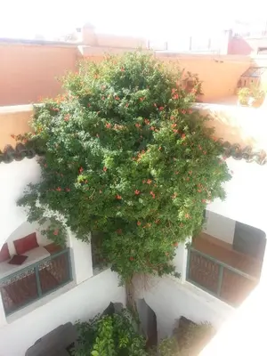 a tree on the side of a building with flowers at Dar El Kharaz in Marrakech