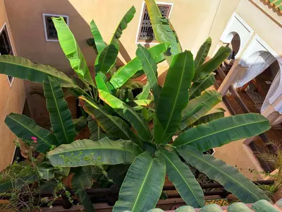 a large plant with green leaves in a building at Riad Bamileke in Marrakech